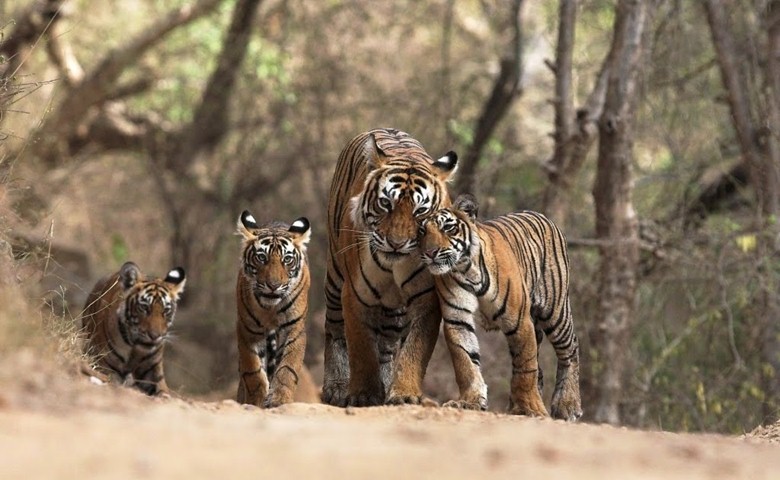 101 WILDLIFE SANCTUARIES AND NATIONAL PARKS IN INDIA Weekend Thrill