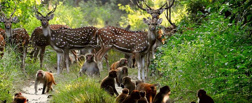 101 WILDLIFE SANCTUARIES AND NATIONAL PARKS IN INDIA ...
