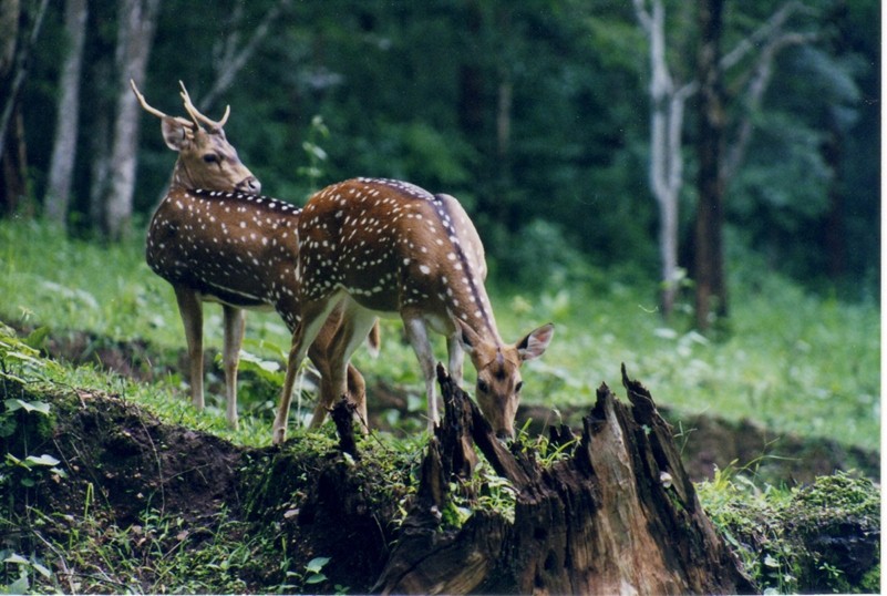 Wildlife of the Coconino National Forest - Owlcation