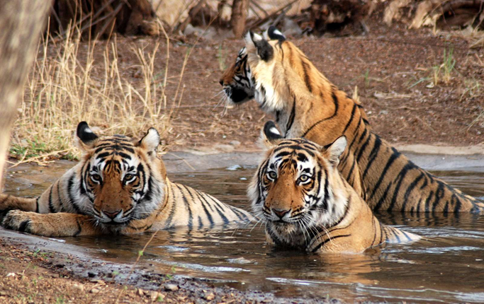 north india wildlife tour packages