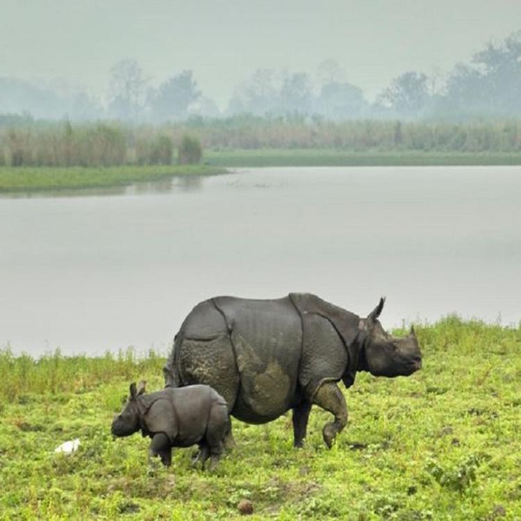 Top 10 Famous Places in India for Wildlife Tourism - Weekend Thrill